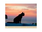 HEYE Bildkalender 2026 23165+26 Wegler Katzen DE 44x34cm (9783756411757)