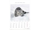 ALPHA EDITION Bildkalender 2026 160493 Katzen ML 23.7x34cm (4069095004931)