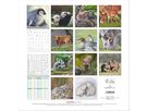 ALPHA EDITION Bildkalender 2026 160341 Tierbabys ML 30x30cm (4069095003415)