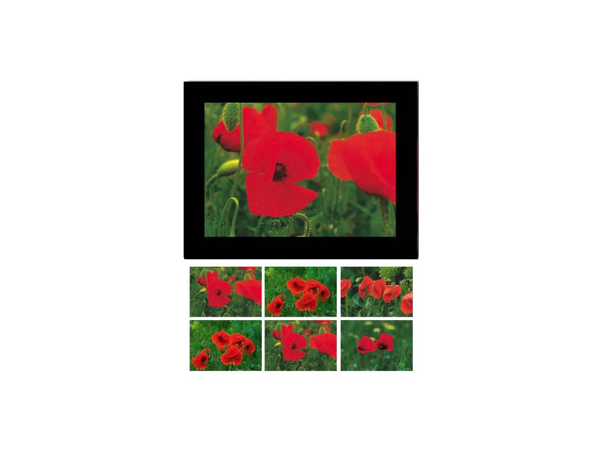 HASCHEMI Doppelkarten-Box 818 818 MOHNBLUMEN (9783936222708)