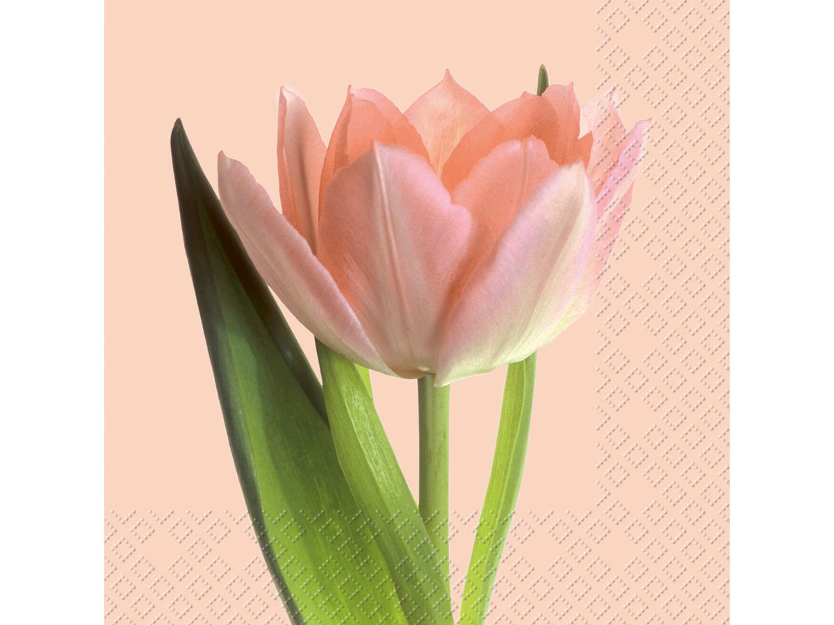 STEWO Salviette Isa 2572541125 rosa 33x33cm (7630050860397)