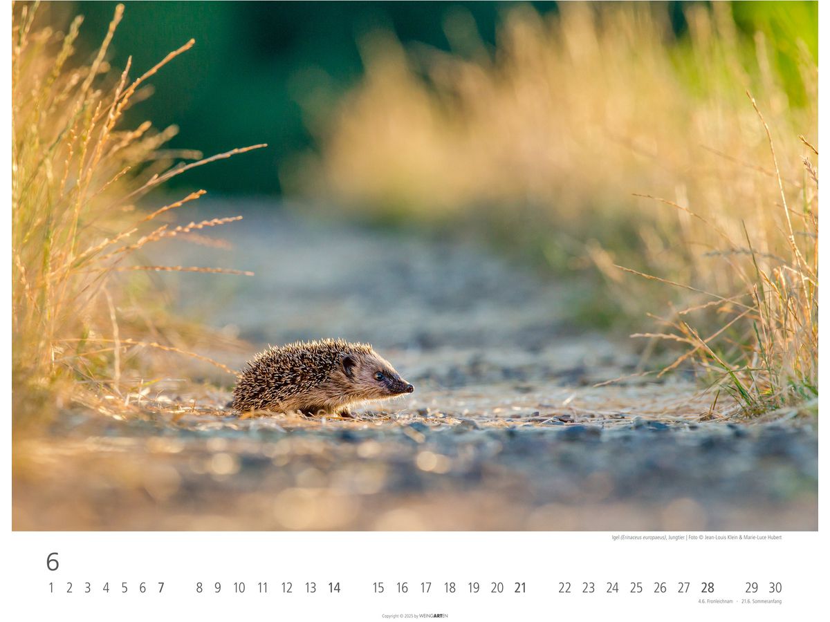 WEINGARTEN Calendario 2026 3312198+26 Animali autoctoni 44x34cm (9783839902653)