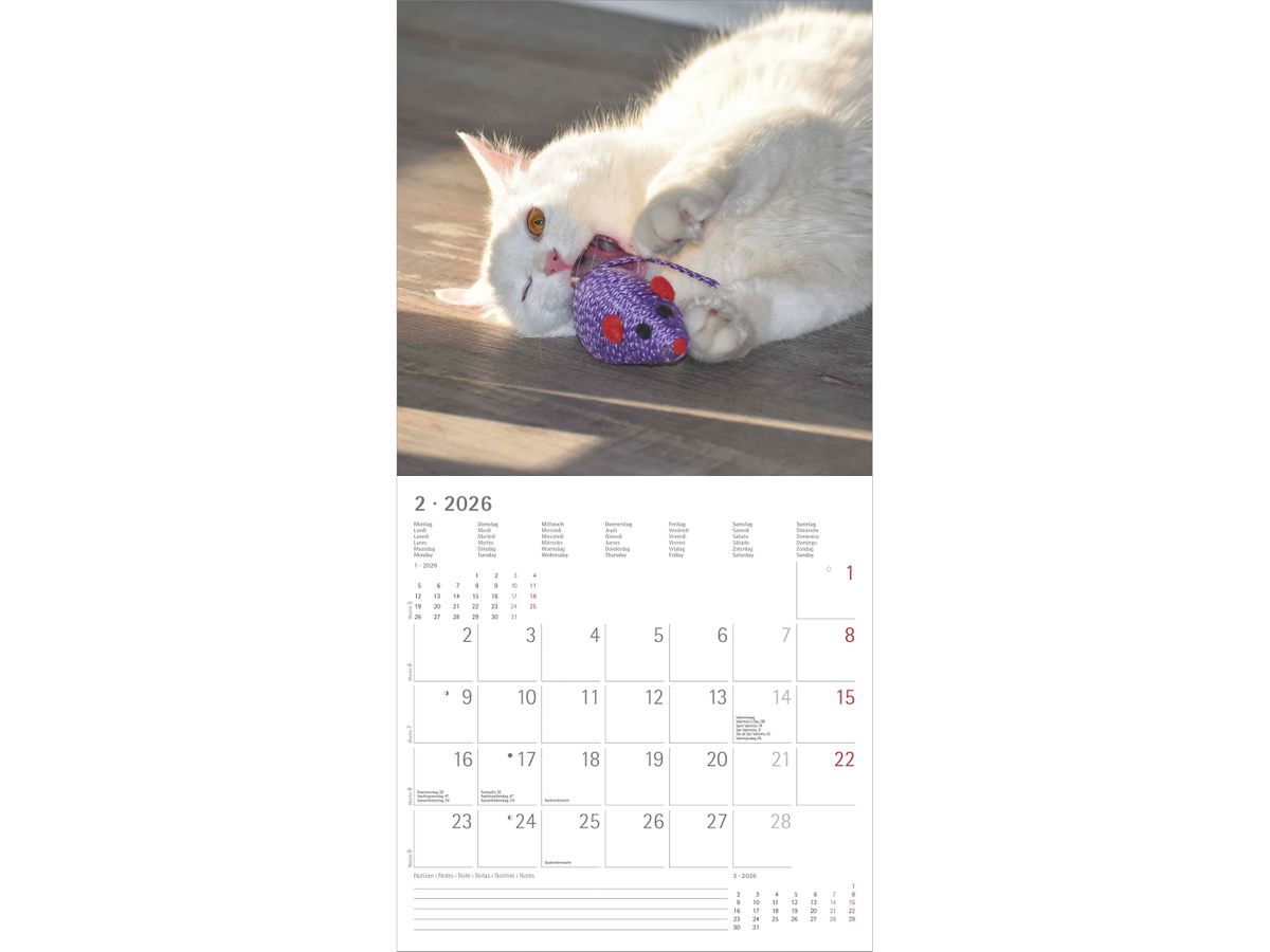 ALPHA EDITION Bildkalender 2026 160939 Funny Cats ML 30x30cm (4069095009394)