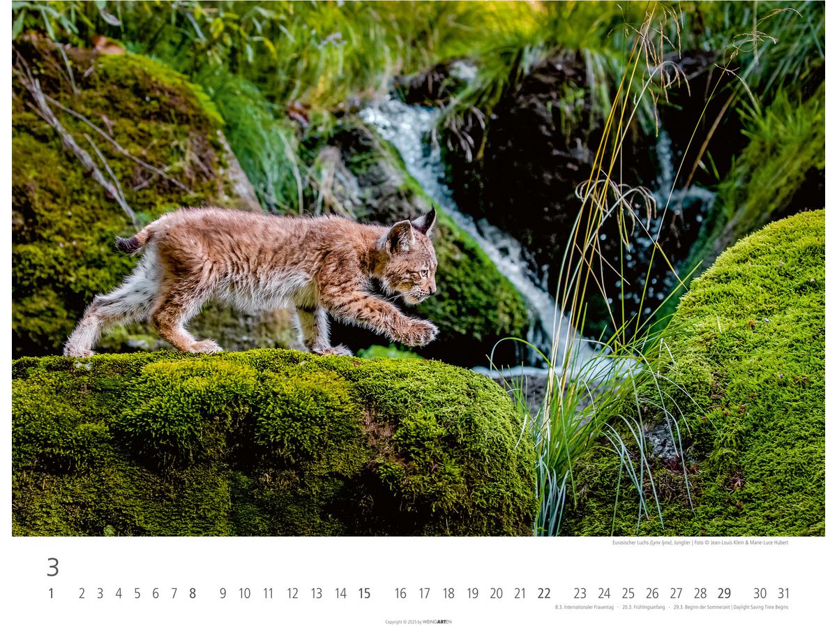 WEINGARTEN Calendario 2026 3312198+26 Animali autoctoni 44x34cm (9783839902653)