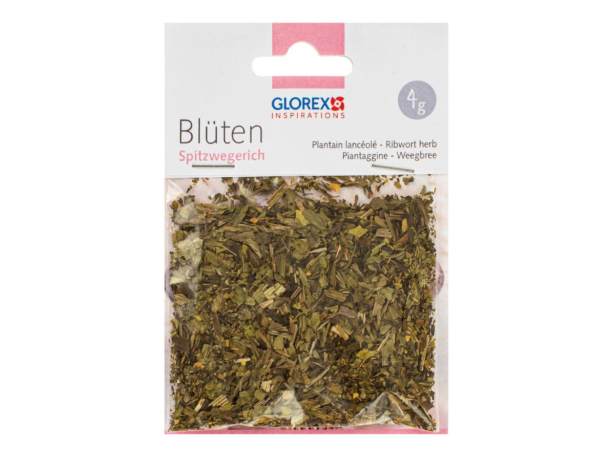 GLOREX Plantain lancéolé 4g 61601106 vert (7610877588704)