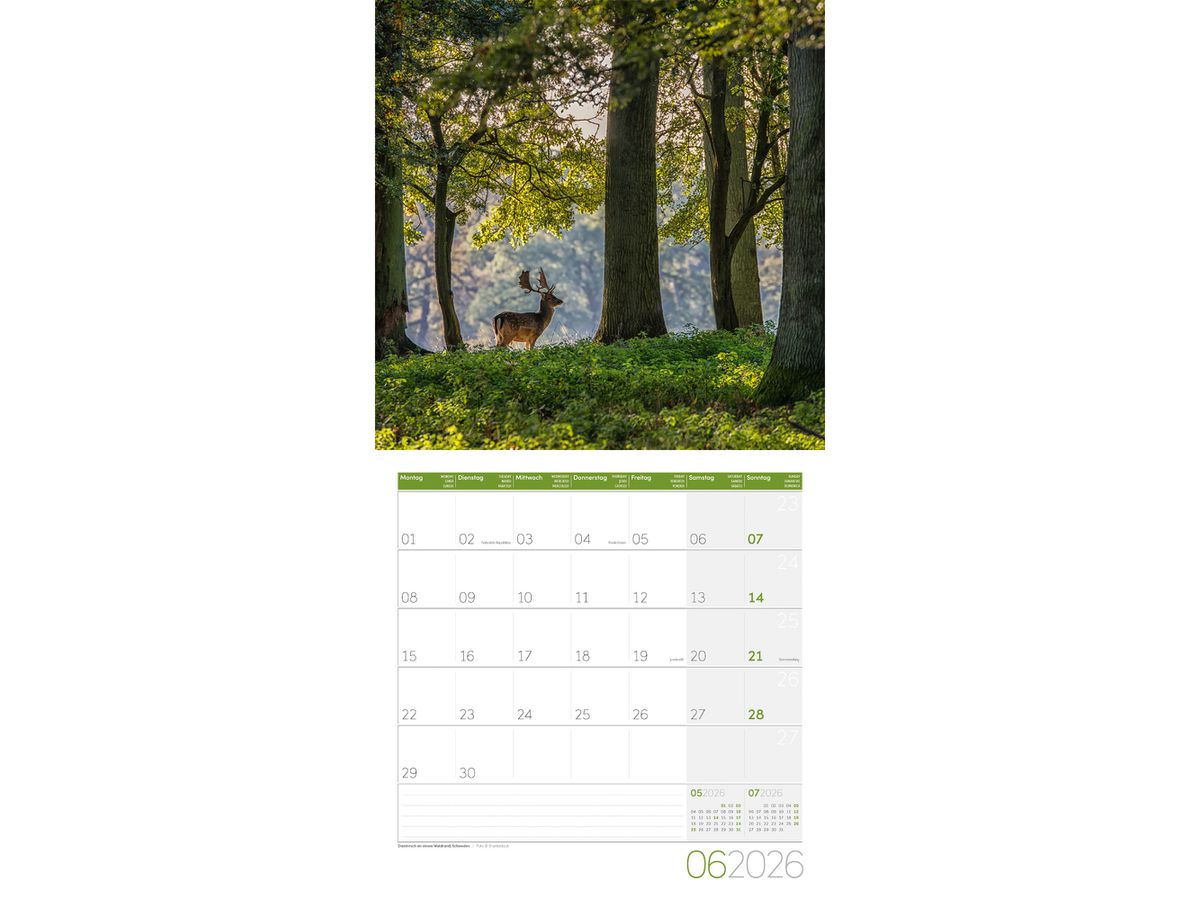 ACKERMANN Bildkalender 2026 4611 Zauber des Waldes ML 30x30cm (9783838446110)