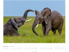 WEINGARTEN Bildkalender 2026 2960300+26 Elefanten DE 55x46cm (9783839901908)