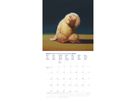 DUMONT Bildkalender 2026 260853 Yoga Chicks 30x30cm (4069095008533)