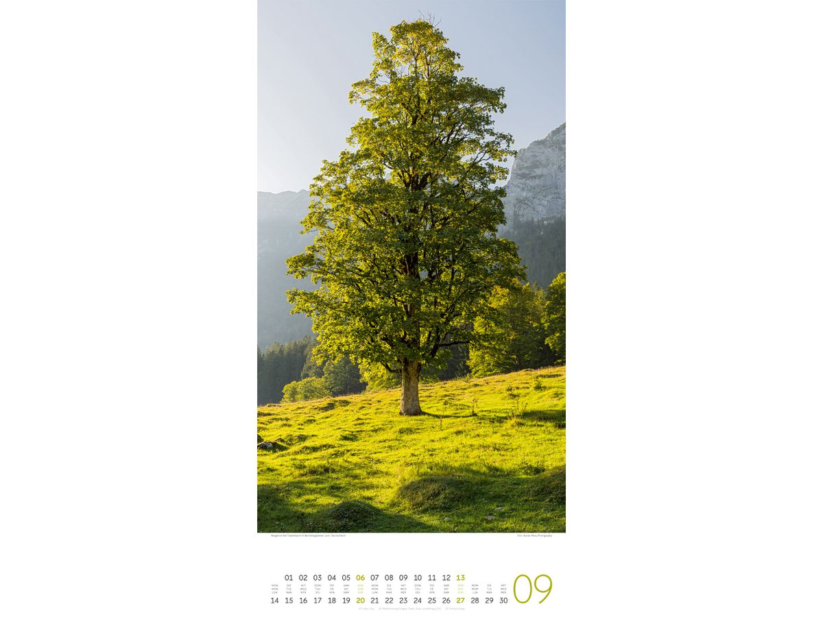 ACKERMANN Bildkalender 2026 2620 Bäume ML 33x66cm (9783838426204)