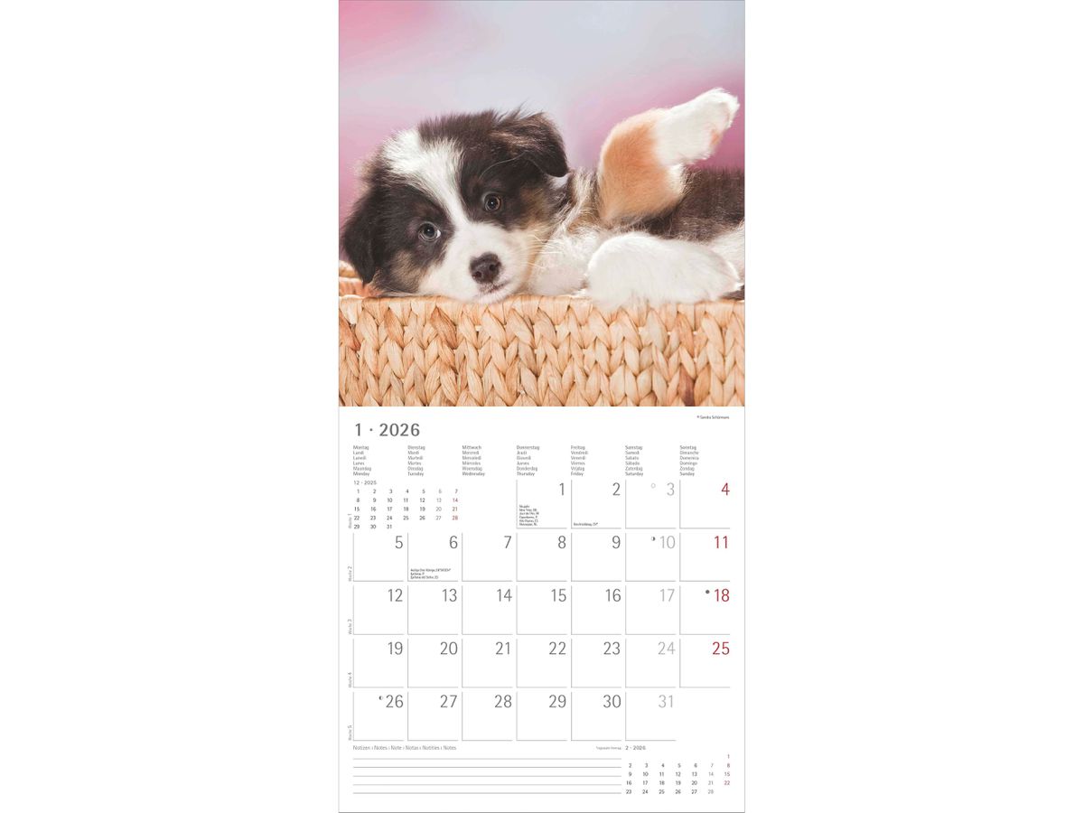 ALPHA EDITION Bildkalender 2026 160302 Hunde ML 30x30cm (4069095003026)