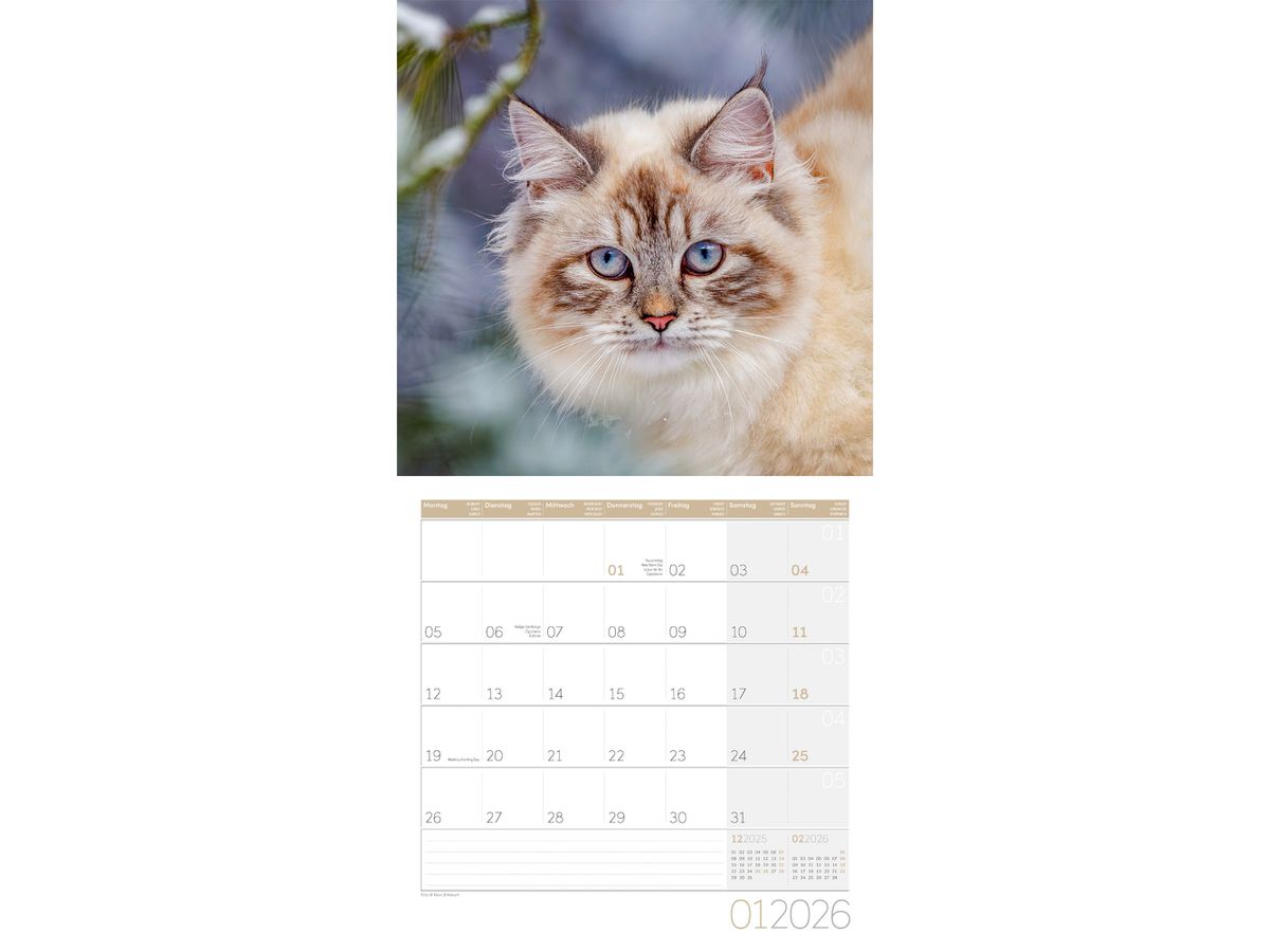 ACKERMANN Bildkalender 2026 4620 Katzen ML 30x30cm (9783838446202)