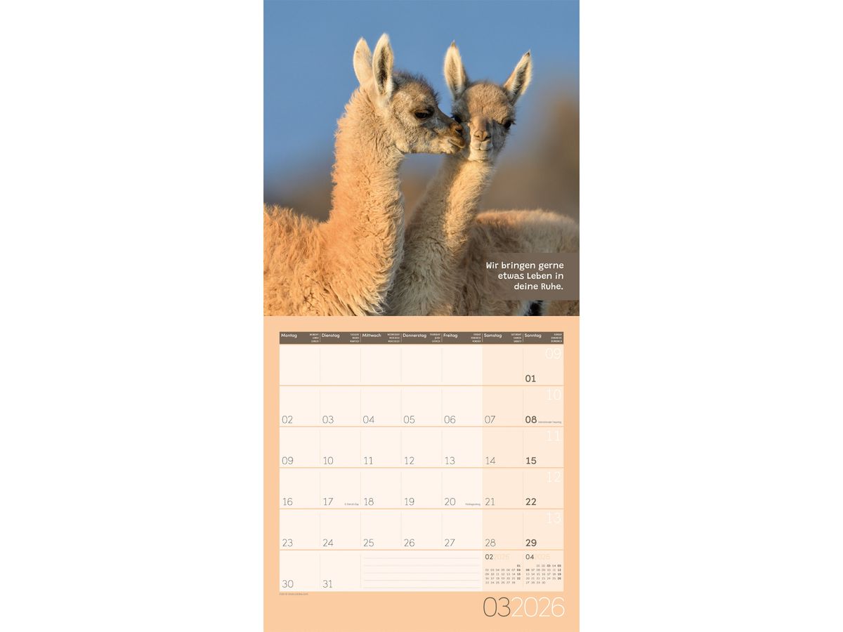 ACKERMANN Bildkalender 2026 4627 No Drama, Lama ML 30x30cm (9783838446271)