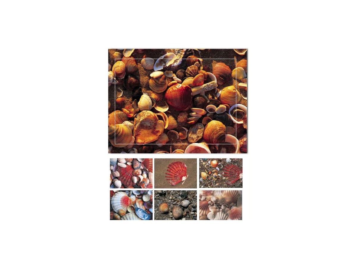 HASCHEMI Card Box 104 104 MUSCHELN (9783936222036)