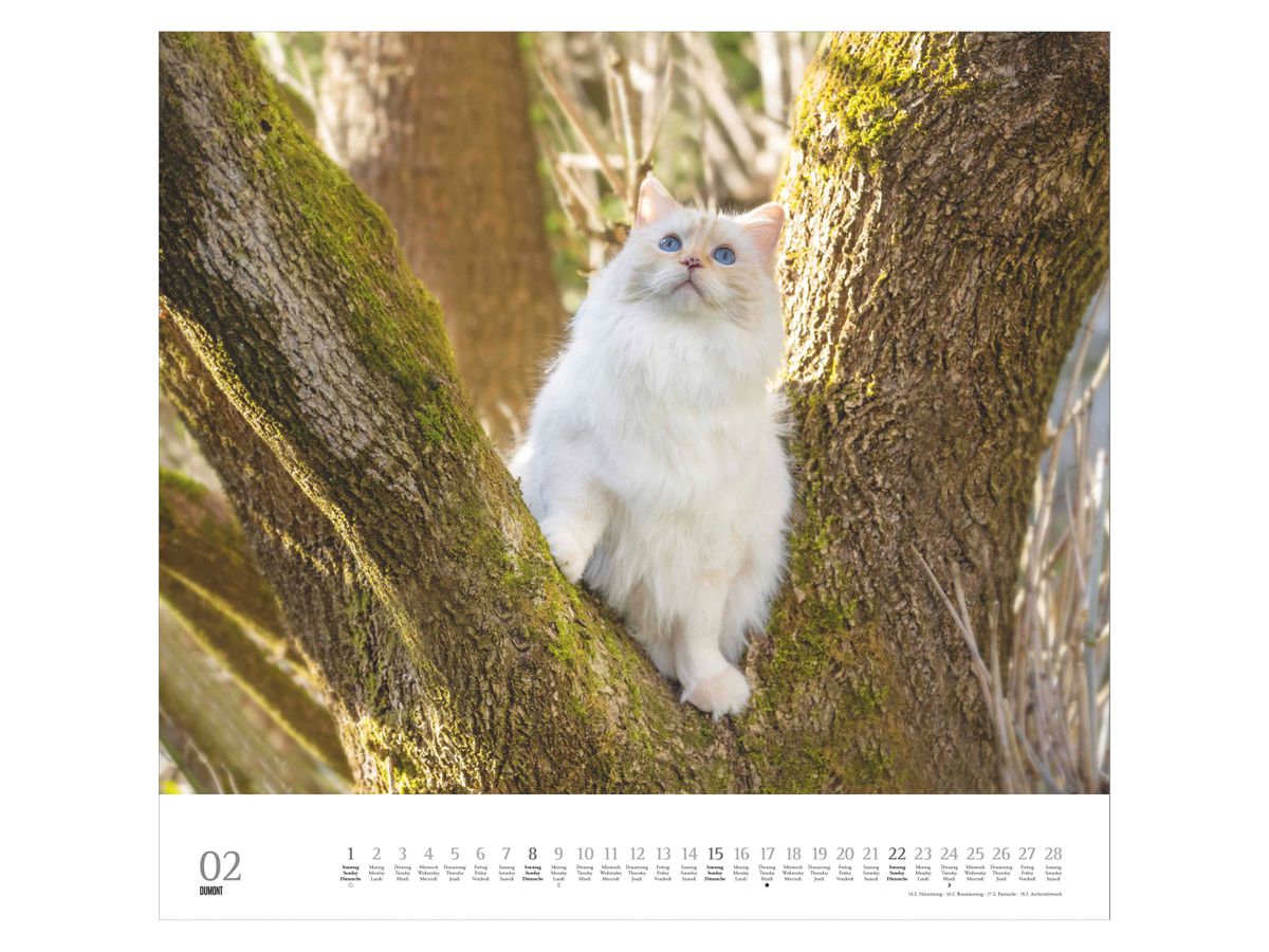DUMONT Bildkalender 2026 260612 Stubentiger ML 38x35.5cm (4069095006126)