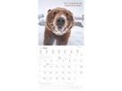 ALPHA EDITION Bildkalender 2026 160630 Funny Animals ML 30x30cm (4069095006300)