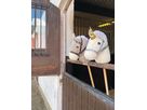 JABADABADO Hobby horse H14052 (7332599140526)