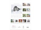 ALPHA EDITION Bildkalender 2026 160493 Katzen ML 23.7x34cm (4069095004931)
