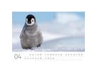 ACKERMANN Bildkalender 2026 2689 Pinguine ML 45x33cm (9783838426891)