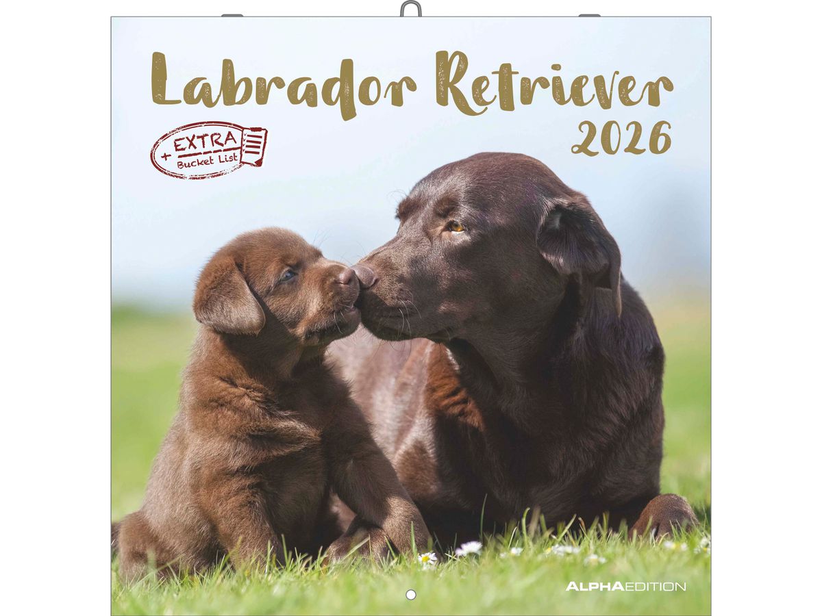 ALPHA EDITION Bildkalender 2026 160631 Labrador ML 30x30cm (4069095006317)