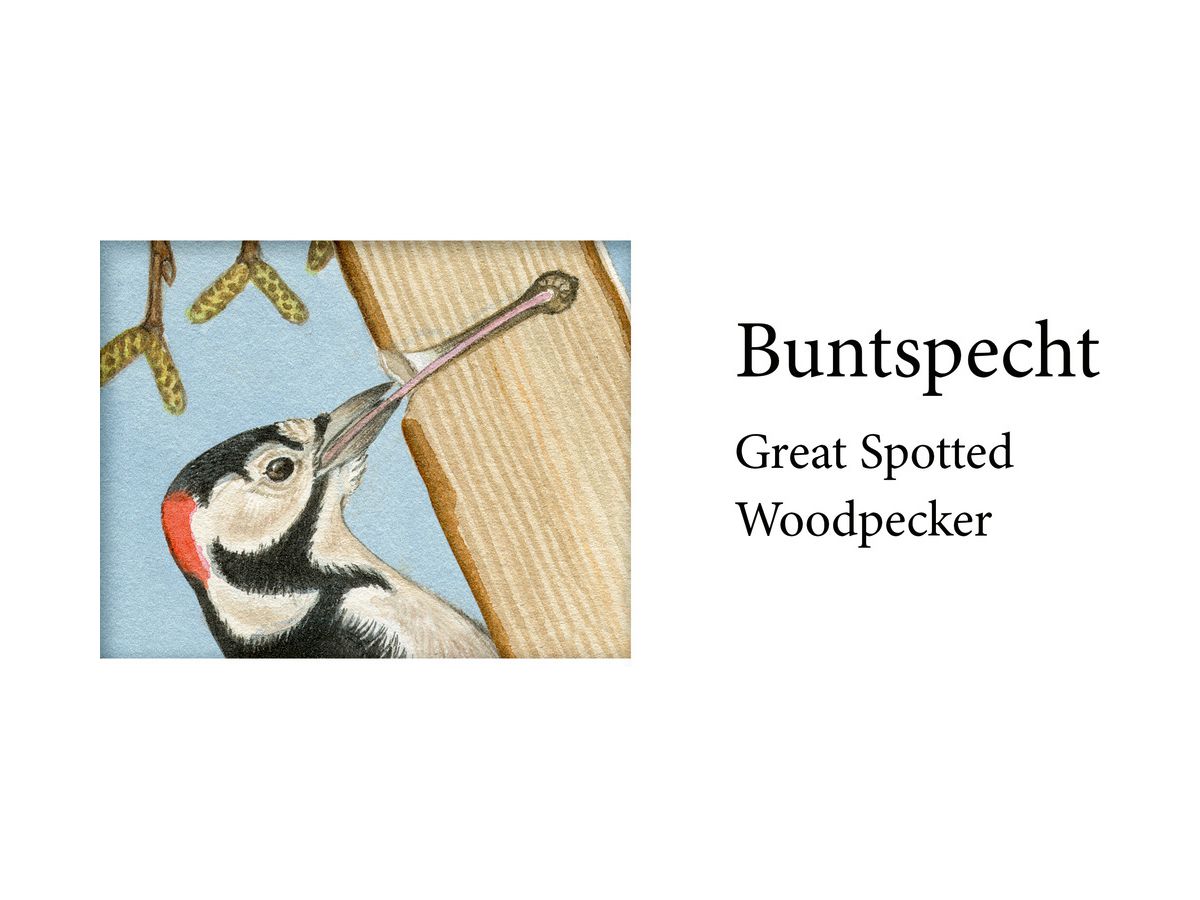 COPPENRATH Calendrier de l'avent sonore 95250 Nos oiseaux en hiver (4050003952505)