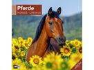 ACKERMANN Bildkalender 2026 4621 Pferde ML 30x30cm (9783838446219)