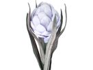 EGLO Fiore artificiale MOLAVE 428127 viola (9008606279005)