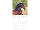ALPHA EDITION Bildkalender 2026 160303 Pferde ML 30x30cm (4069095003033)
