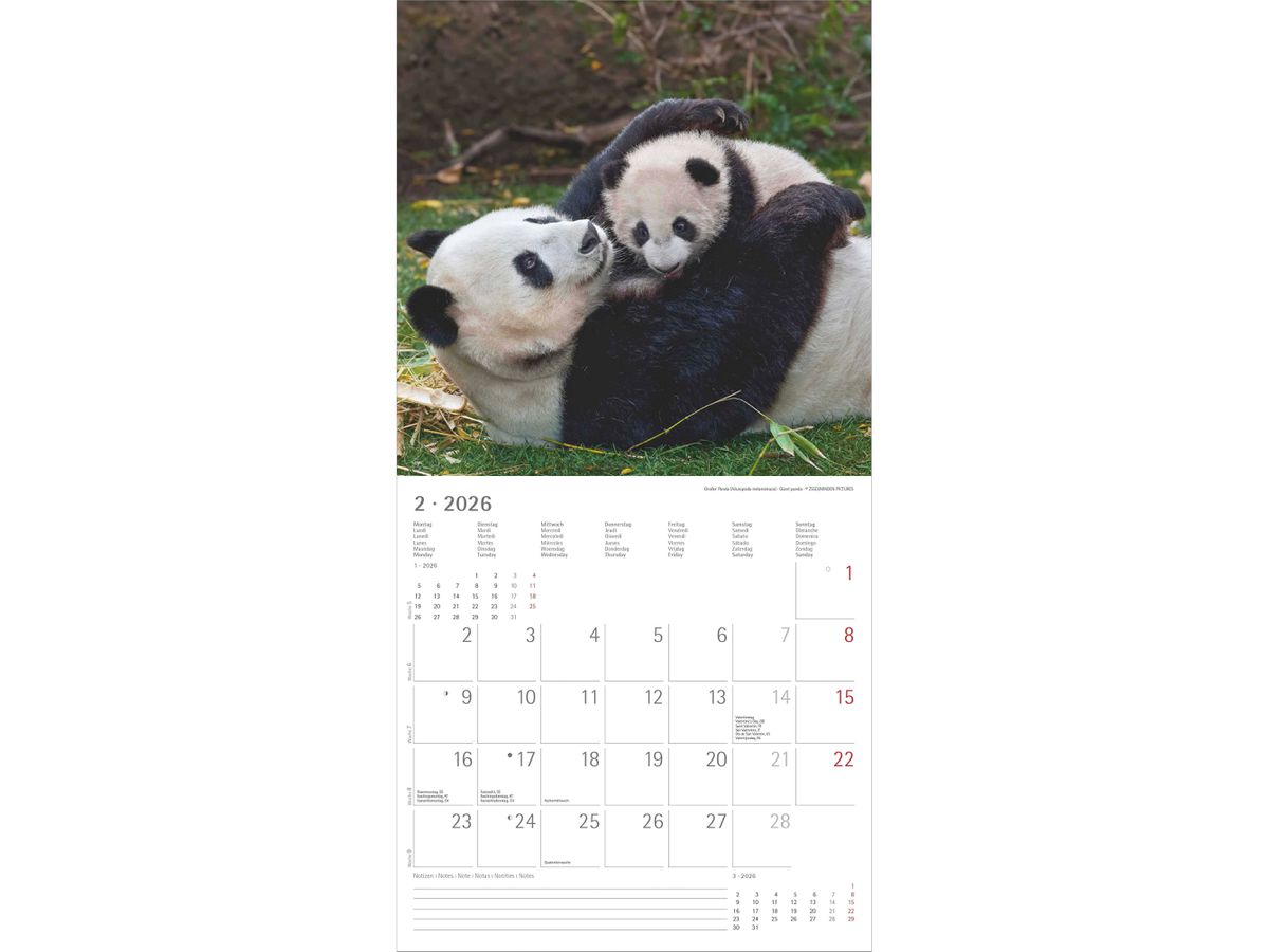 ALPHA EDITION Bildkalender 2026 160341 Tierbabys ML 30x30cm (4069095003415)