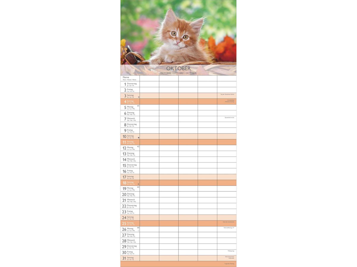 ALPHA EDITION Familienplaner 2026 160337 Kätzchen 19.5x45cm (4069095003378)