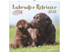 ALPHA EDITION Bildkalender 2026 160631 Labrador ML 30x30cm (4069095006317)