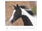DUMONT Bildkalender 2026 260613 Pferde ML 38x35.5cm (4069095006133)
