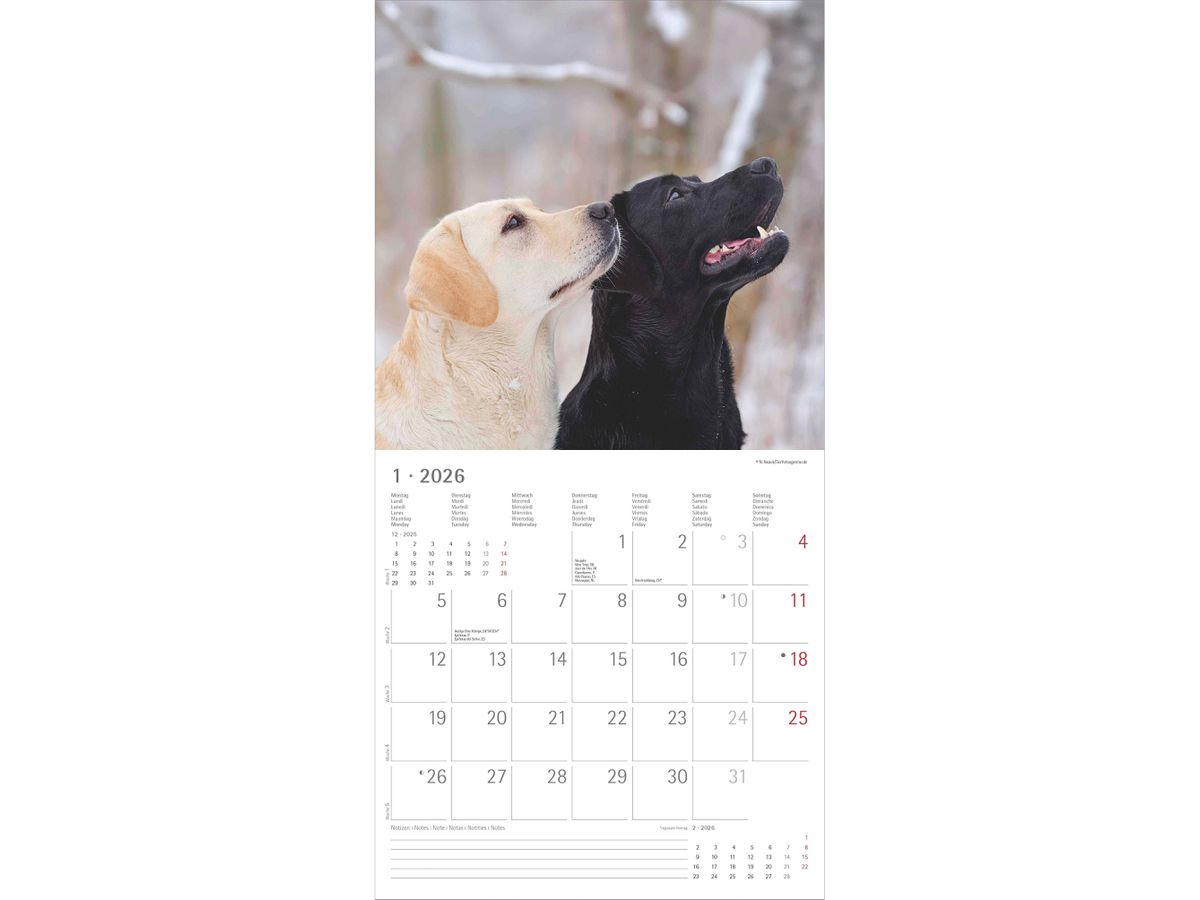 ALPHA EDITION Bildkalender 2026 160631 Labrador ML 30x30cm (4069095006317)