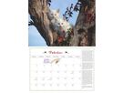 DUMONT Bildkalender 2026 260621 Katzen DE 42x29cm (4069095006218)