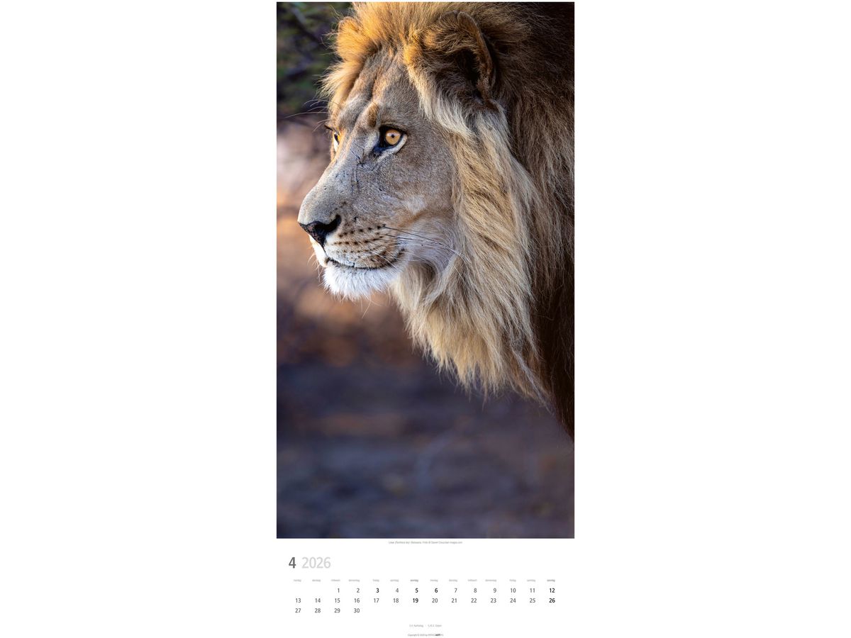 WEINGARTEN Calendario 2026 2958700+26 Big Cats DE 33x68cm (9783839901847)