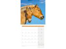 ACKERMANN Bildkalender 2026 4621 Pferde ML 30x30cm (9783838446219)