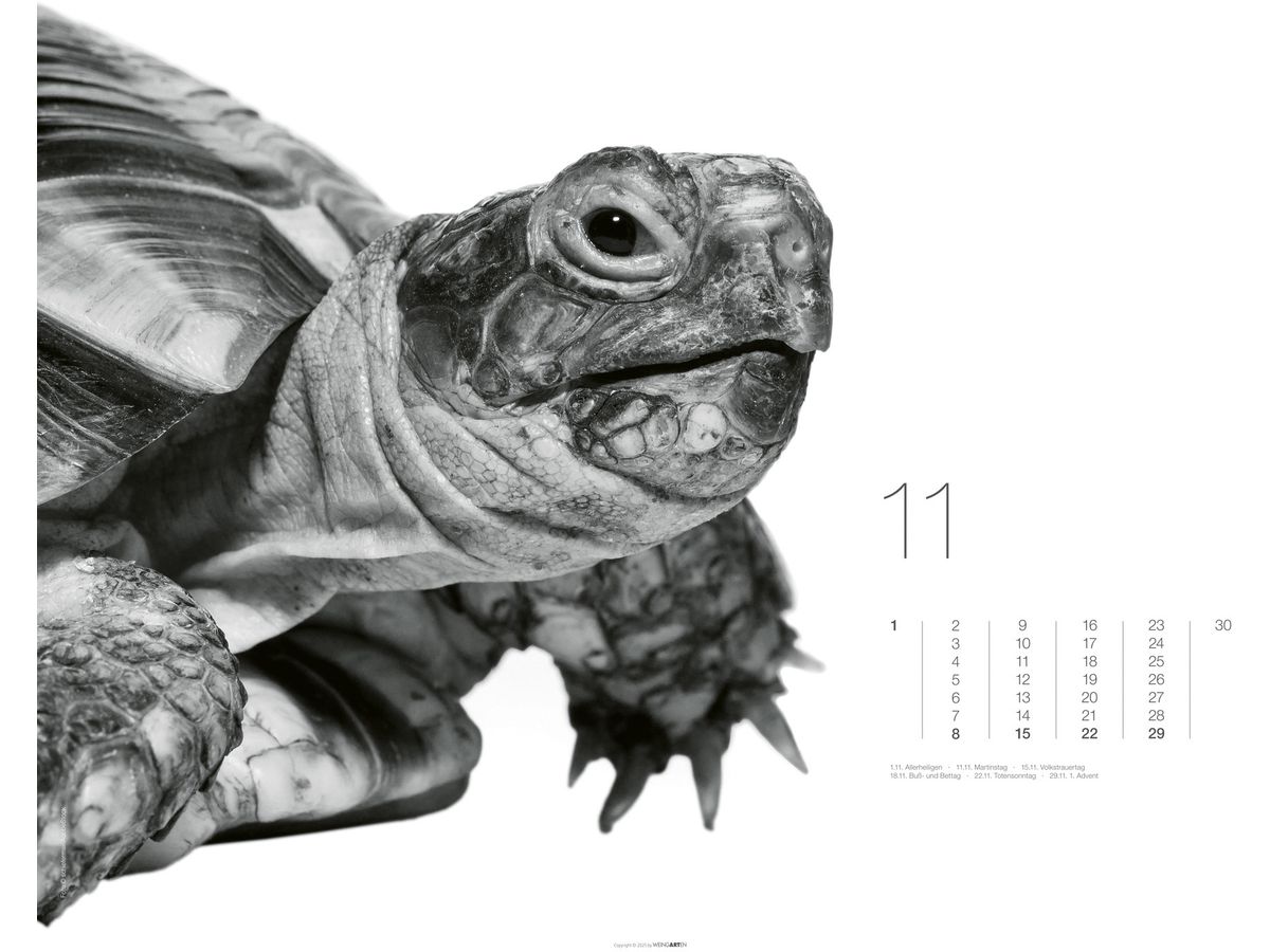 WEINGARTEN Calendario 2026 3312243+26 Black&White Animals 55x46cm (9783839902776)