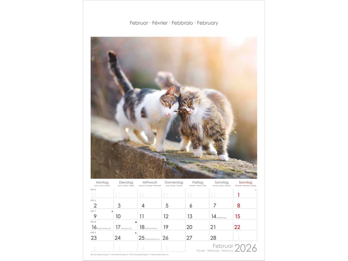 ALPHA EDITION Bildkalender 2026 160493 Katzen ML 23.7x34cm (4069095004931)