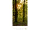 ACKERMANN Bildkalender 2026 2620 Bäume ML 33x66cm (9783838426204)