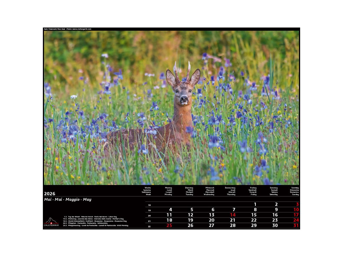 CALENDARIA Bildkalender 2026 9783036205472 Swiss Animals 40x31cm (9783036205472)