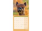 ACKERMANN Bildkalender 2026 4627 No Drama, Lama ML 30x30cm (9783838446271)