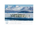 ACKERMANN Bildkalender 2026 2689 Pinguine ML 45x33cm (9783838426891)