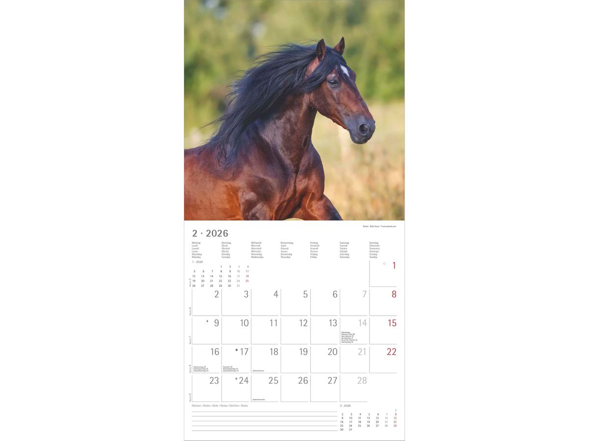 ALPHA EDITION Bildkalender 2026 160303 Pferde ML 30x30cm (4069095003033)