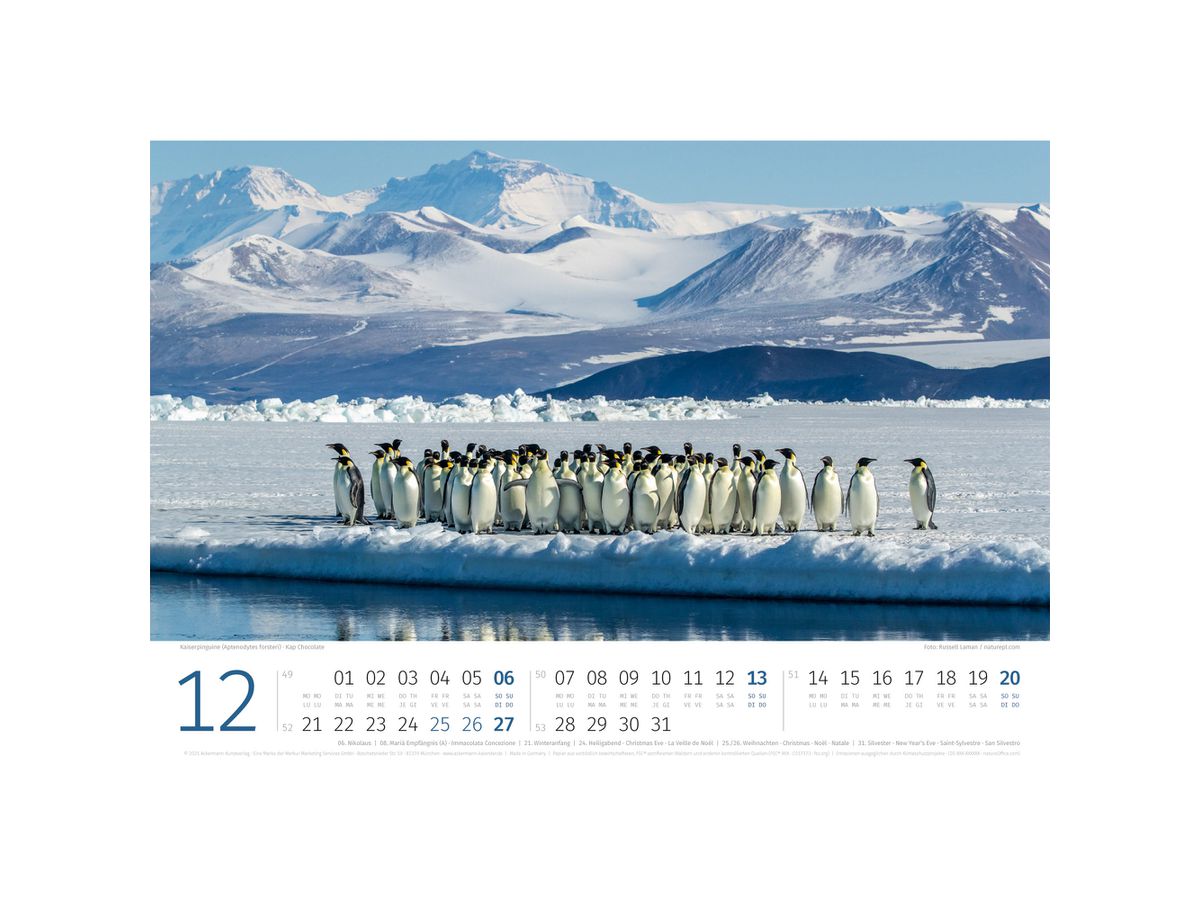 ACKERMANN Bildkalender 2026 2689 Pinguine ML 45x33cm (9783838426891)