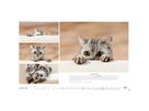 HEYE Bildkalender 2026 1130+26 Whiskas Katzen DE 45x30cm (9783756413119)