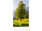 ACKERMANN Bildkalender 2026 2620 Bäume ML 33x66cm (9783838426204)