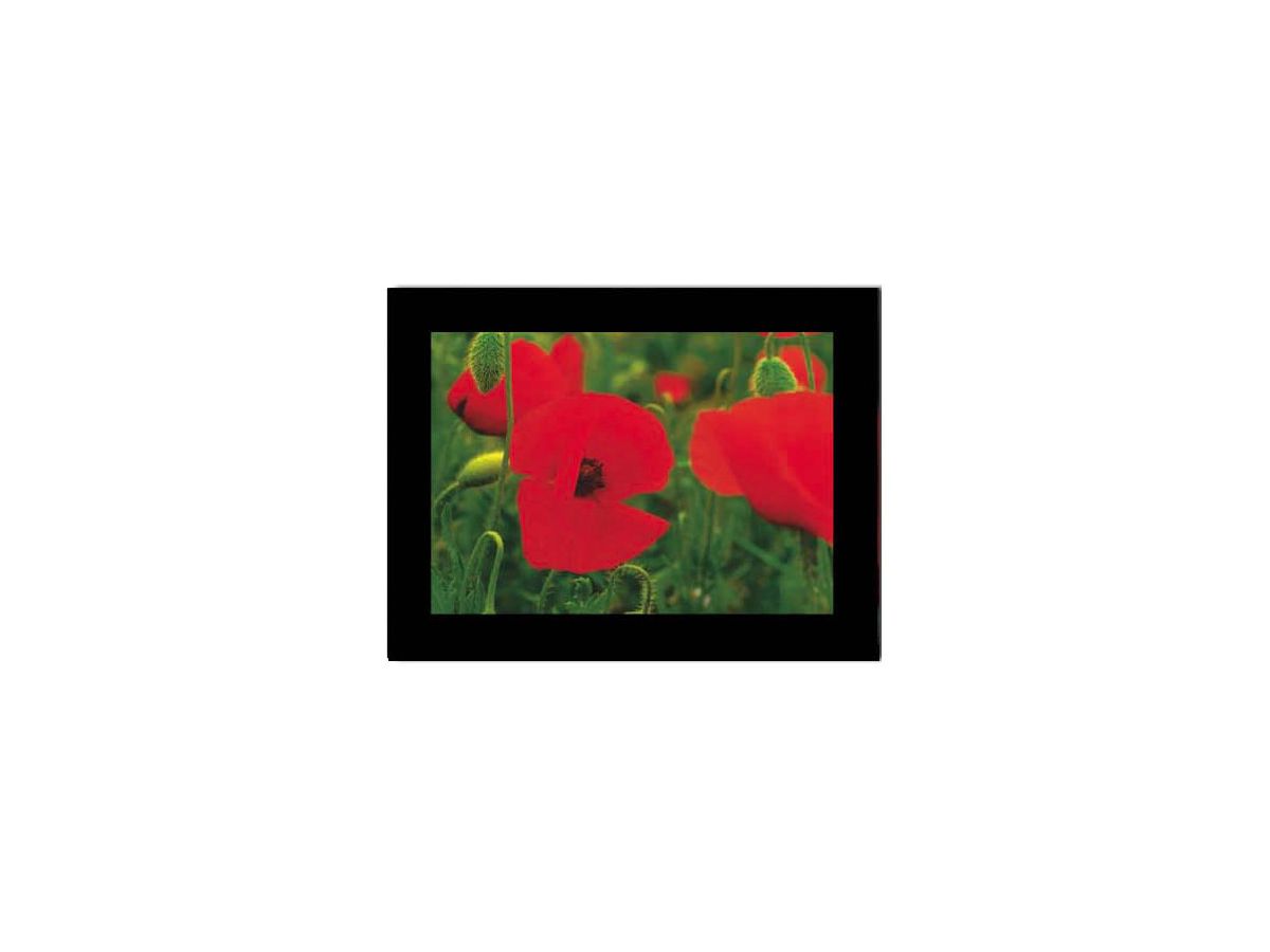 HASCHEMI Doppelkarten-Box 818 818 MOHNBLUMEN (9783936222708)