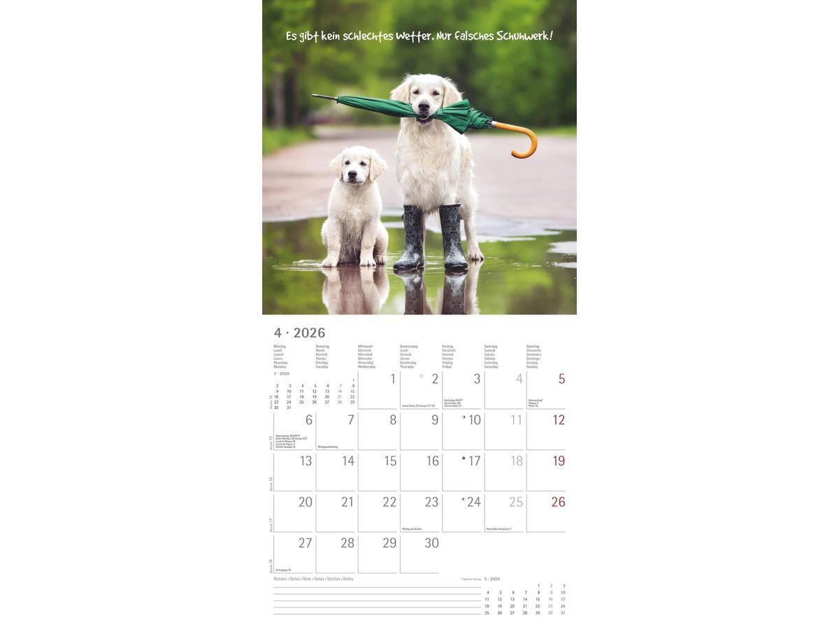 ALPHA EDITION Bildkalender 2026 160630 Funny Animals ML 30x30cm (4069095006300)