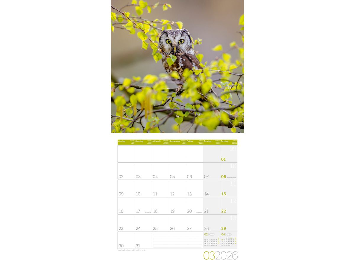 ACKERMANN Bildkalender 2026 4624 Eulen ML 30x30cm (9783838446240)