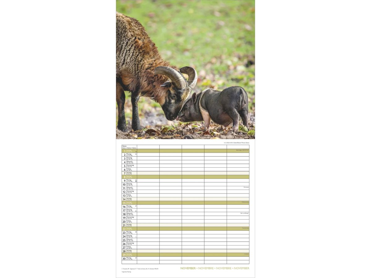 ALPHA EDITION Familienplaner 2026 160866 Beste Freunde ML 30x30cm (4069095008663)