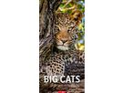 WEINGARTEN Calendario 2026 2958700+26 Big Cats DE 33x68cm (9783839901847)